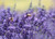 Jual Poster Lavandula Bees Insects Bokeh 1Z