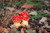 Jual Poster Mushrooms nature Amanita Two Foliage 1Z
