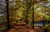 Jual Poster Netherlands Parks Autumn 1Z 004