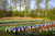 Jual Poster Netherlands Parks Spring Hyacinths Tulips 1Z