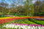 Jual Poster Netherlands Parks Spring Hyacinths Tulips Pond 1Z