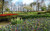 Jual Poster Netherlands Parks Spring Tulips Hyacinths 1Z 001 Jual Poster Netherlands Parks Spring Tulips Hyacinths 1Z 001