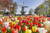 Jual Poster Netherlands Parks Tulips Many Keukenhof Mill 1Z Jual Poster Netherlands Parks Tulips Many Keukenhof Mill 1Z