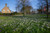 Jual Poster Netherlands Spring Crocuses Beverwijk Trees 1Z