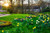 Jual Poster Parks Spring Daffodils Sun Grass Moss 1Z