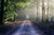 Jual Poster Roads Forests Rays of light Trees 1Z 001