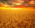 Jual Poster Scenery Fields Autumn 1Z