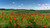 Jual Poster Scenery Fields Poppies 1Z 002