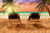Jual Poster Sea Tropics Sunrises and 1Z