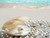 Jual Poster Shells Pearl Beach 1Z