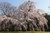 Jual Poster Spring Flowering trees 1Z 003
