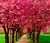 Jual Poster Spring Flowering trees Avenue 1Z