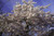 Jual Poster Spring Flowering trees Branches Sakura 1Z 002