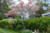 Jual Poster Spring Flowering trees Shrubs 1Z