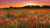 Jual Poster Sunrises and sunsets Fields Poppies Many 1Z Jual Poster Sunrises and sunsets Fields Poppies Many 1Z