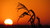 Jual Poster Sunrises and sunsets Sun Silhouette Ear botany 1Z