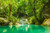 Jual Poster Tropics Forests 1Z 002