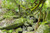 Jual Poster Tropics Forests Stones jungle Moss 1Z
