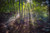 Jual Poster USA Forests Leelanau Michigan Trees Rays of light 1Z 002