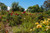 Jual Poster USA Gardens Roses South Coast Botanic Garden 1Z 001