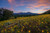 Jual Poster USA Mountains Evening Sunflowers Flagstaff Arizona 1Z