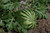 Jual Poster Watermelons Foliage 1Z