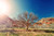 Jual Poster dry tree desert sunlight 4k 8k WPS