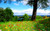 Jual Poster flowers landscape bench tree green hd WPS
