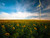Jual Poster sunflower fields wind turbine 4k WPS