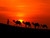 Jual Poster sunset desert camels hd WPS