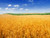 Jual Poster wheat field landscape crop farm 4k WPS