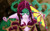 Jual Poster Cassiopeia (League Of Legends) Video Game League Of Legends 572678APC