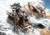 Jual Poster Dragon Age Dragons 1ZM0569