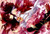 Poster Reimu Hakurei Anime Touhou APC007A
