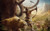 Jual Poster Far Cry Far Cry Primal 666097APC