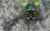 Jual Poster Fog Teemo (League Of Legends) Video Game League Of Legends 677521APC