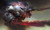 Jual Poster Guild Wars 2 Sword Warrior Guild Wars Guild Wars 2 1036272APC