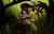 Jual Poster Nidalee (League Of Legends) Video Game League Of Legends 386384APC