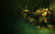 Jual Poster Twitch (League Of Legends) Video Game League Of Legends 418158APC