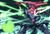 Jual Poster Undyne (Undertale) Video Game Undertale 972968APC