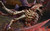 Jual Poster warhammer 40000 dawn of war 2 retribution 05 GWP3210