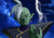 Poster Zamasu (Dragon Ball) Dragon Ball Dragon Ball Super APC003A