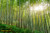 jual poster pemandangan bambu bamboo 015