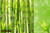 jual poster pemandangan bambu bamboo 018