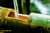 jual poster pemandangan bambu bamboo 042
