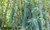 jual poster pemandangan bambu bamboo 047