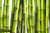 jual poster pemandangan bambu bamboo 057