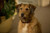 Jual Poster Absolutely Anything Dog Movie Absolutely Anything APC003