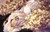 Poster Anastasia (Fate Grand Order) Fate Series Fate Grand Order APC001