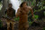 Jual Poster Movie The Legend of Tarzan APC002